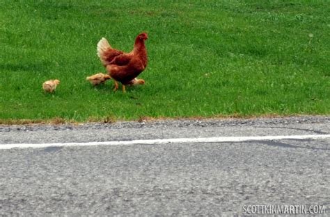 Descubre el secreto detrás de un clásico juego de mesa español: Chicken Road, jugar chicken road